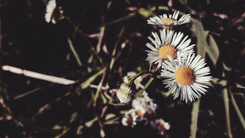 Close-up of white flowering plants