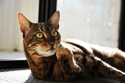 Close-up portrait of cat