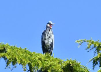 Low angle view of bird perching on branch against clear blue sky