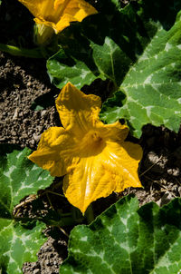 Close-up of yellow flower