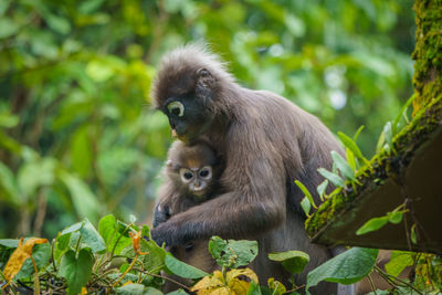 Monkey with infant at forest