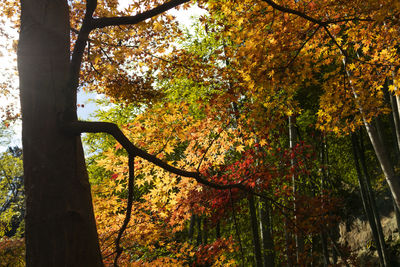 View of trees in forest during autumn