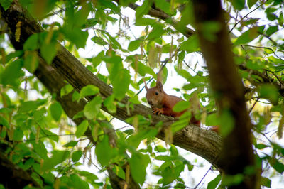 Low angle view of squirrel on tree