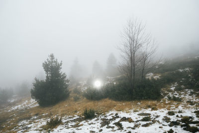 Trees on snow covered landscape