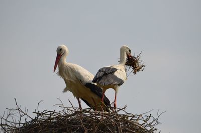 Low angle view of painted storks perching on nest against sky