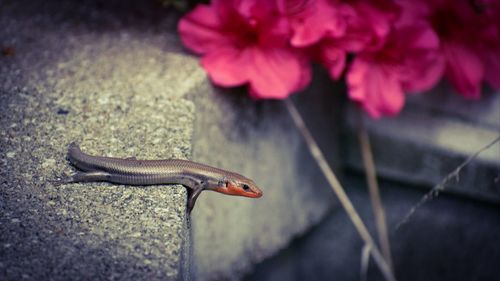 Close-up of lizard on pink flower