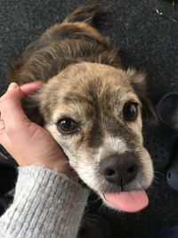 Close-up of hand holding dog