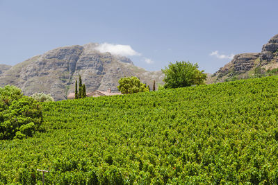 Wine and vineyards around the world - south africa