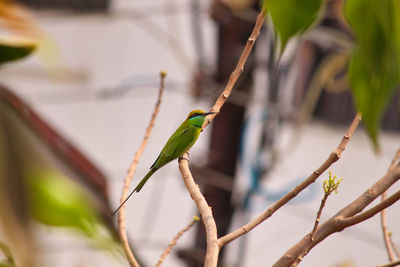 Close-up of bird perching on branch