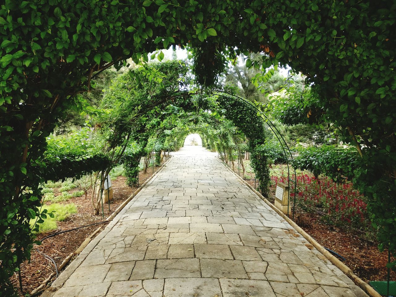 tree, growth, the way forward, nature, plant, beauty in nature, no people, outdoors, day, walkway, foliage