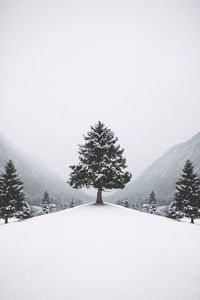 Trees on snow covered landscape against clear sky