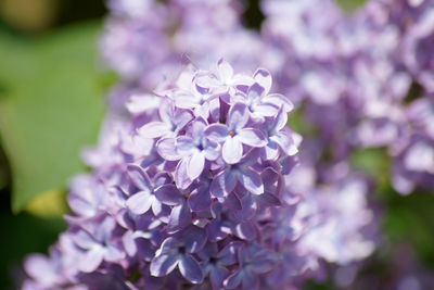 Close-up of purple flowering plant