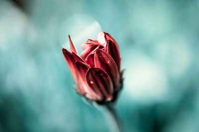 Close-up of red rose