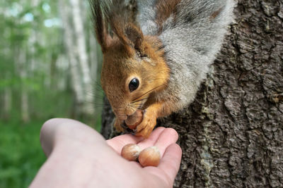 Red squirrel in a gray coat on a tree trunk in the forest in the summer eats nuts from his hand.