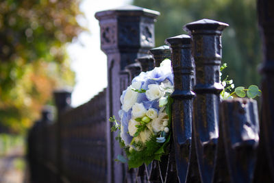 Close-up of white flower on fence at cemetery