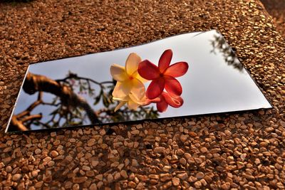 High angle view of frangipani on plant