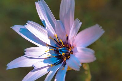 Close-up of purple flower