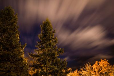 Pine trees against sky during night