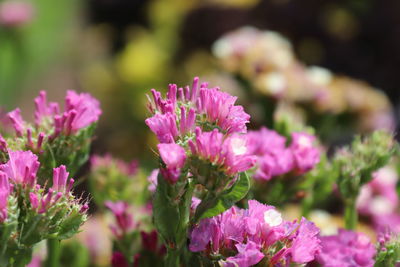 Close-up of pink flowering plants