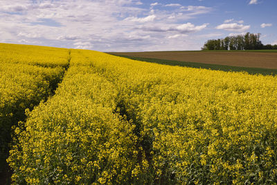 Scenic view of oilseed rape field against sky