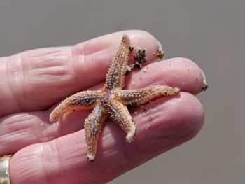 Close-up of hand holding sea starfish