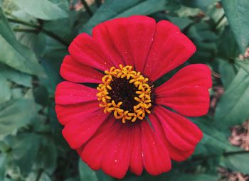 Close-up of red flower