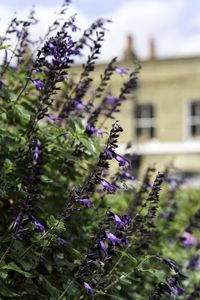 Close-up of purple flowering plant against building