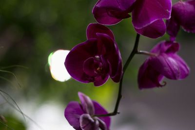 Close-up of flowers blooming outdoors