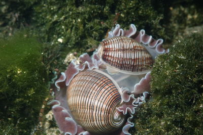 Mating bubble snail rose petal-hydatina physis in sydney, australia