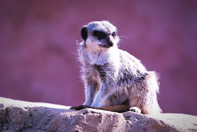 Close-up of cute looking away while sitting on rock