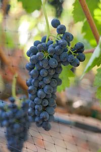Close-up of bunch of grapes at vineyard