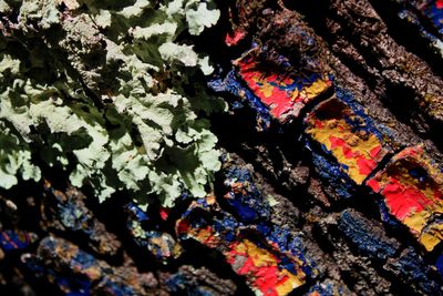 Full frame shot of lichen