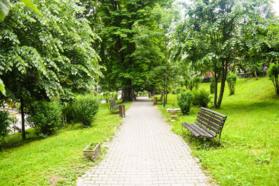 Footpath amidst trees in park