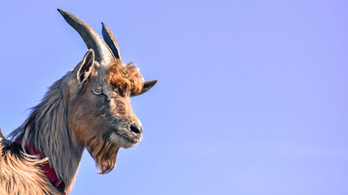 Low angle view of horse against clear blue sky