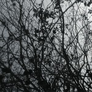 Low angle view of tree against sky