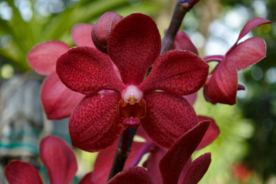 Close-up of pink flowering plant in park