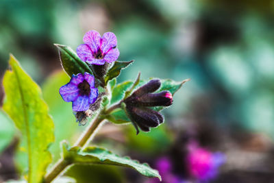 Close-up of purple flowering plant