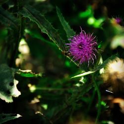 Close-up of thistle blooming outdoors