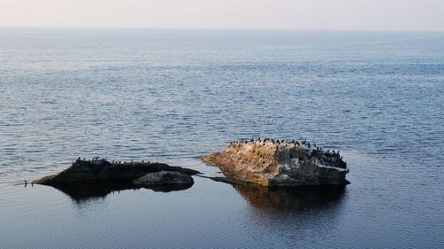 Birds resting on the rocks 