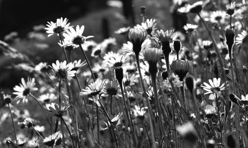 Close-up of flowers blooming on field