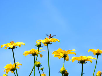 Low angle view of yellow flowering plants against blue sky