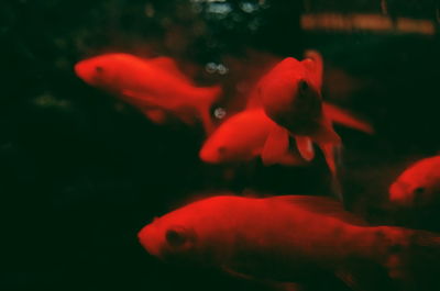 Close-up of jellyfish swimming in aquarium