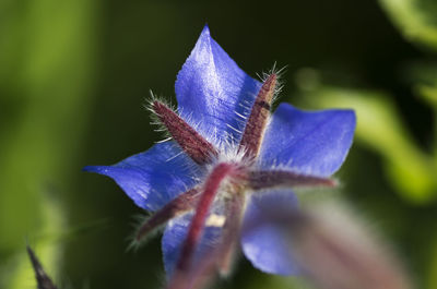 Close-up of blue flower