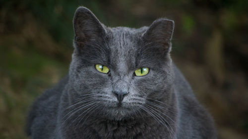 Close-up portrait of black cat