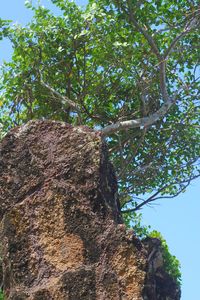 Low angle view of trees against sky