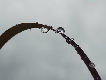 Close-up of wet plant during rainy season