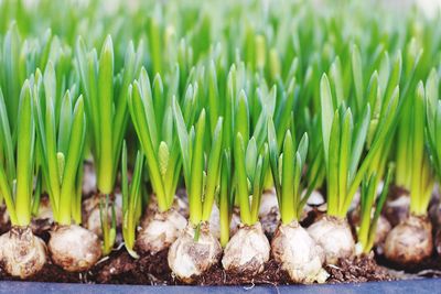 Close-up of root vegetable growing on field