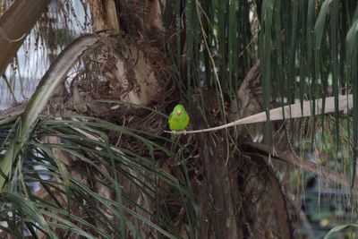 View of bird in nest