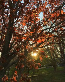 Sun shining through trees