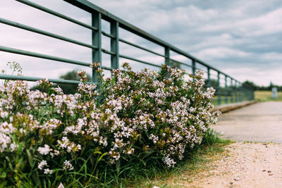 White flowering plants against sky